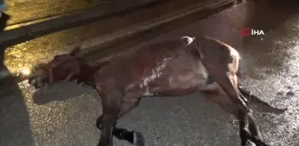 Aniden yola fırlayan başı boş at kazaya yol açtı