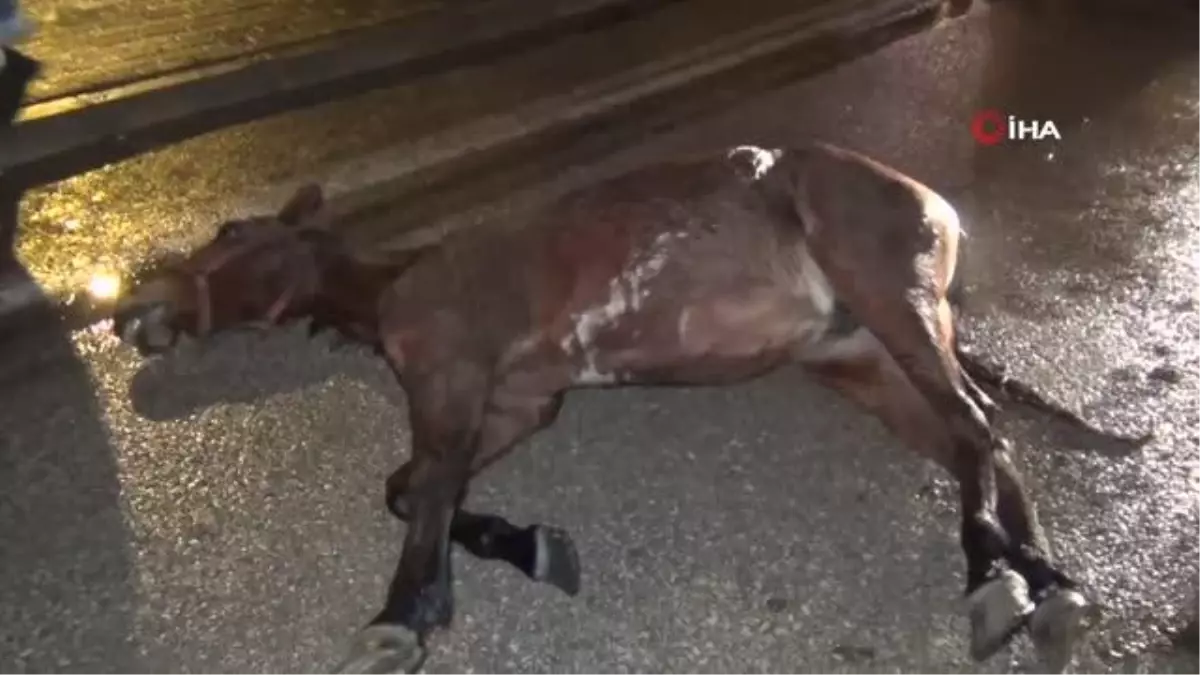 Aniden yola fırlayan başı boş at kazaya yol açtı