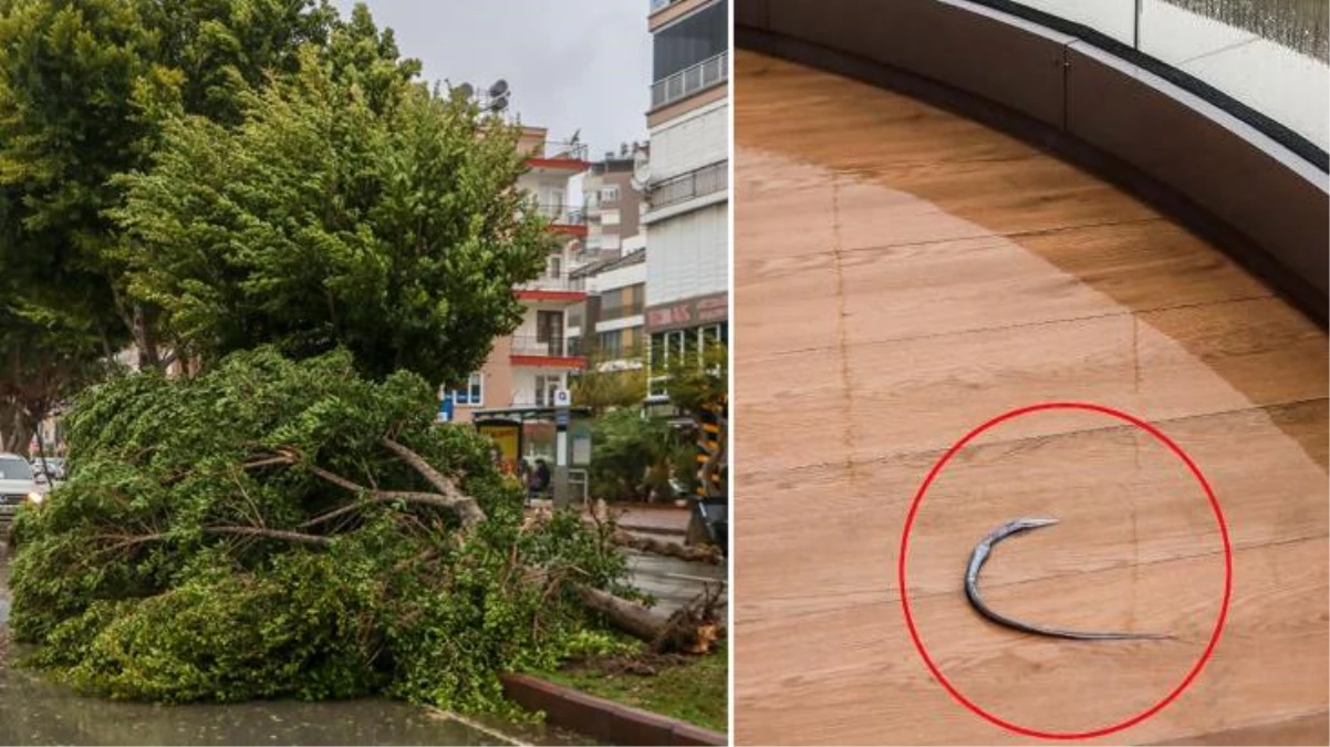 Antalya\'da inanılmaz görüntü: Denizdeki balık fırtınanın etkisiyle 60 metre uzaklıktaki evin balkonuna uçtu