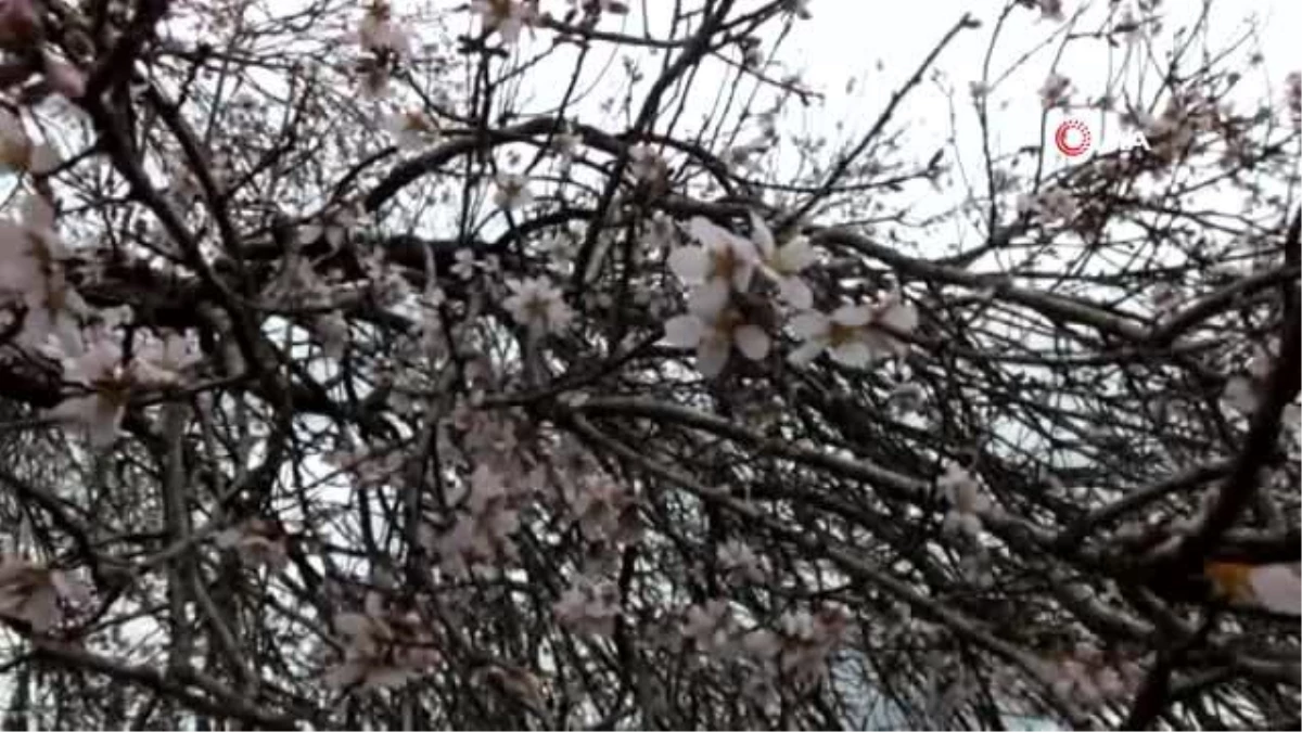 Balıkesir\'de badem ağaçları kış ortasında çiçek açtı