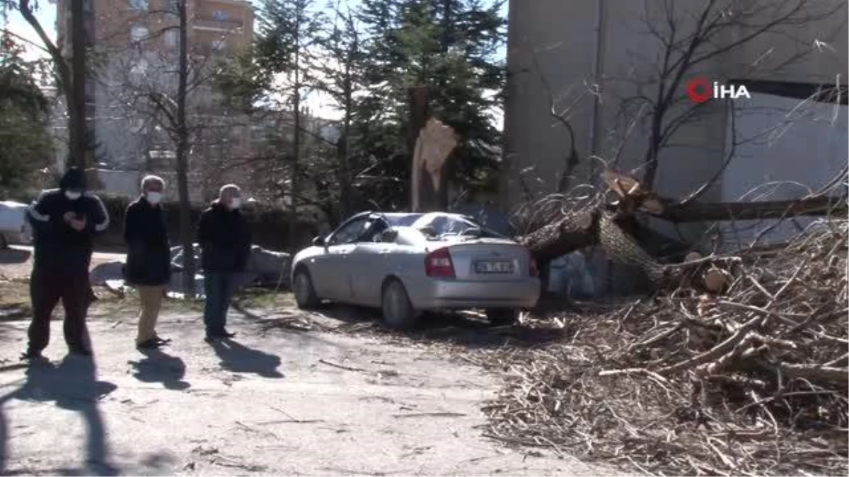 Devrilen ağaç park halindeki otomobilin üzerine düştü