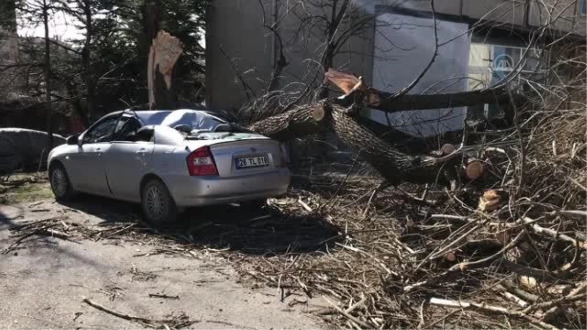 ESKİŞEHİR - Şiddetli rüzgarda park halindeki otomobilin üzerine ağaç devrildi