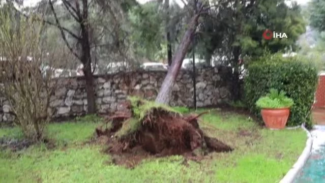 Marmaris'te yağmur ve fırtına ağaçları devirdi