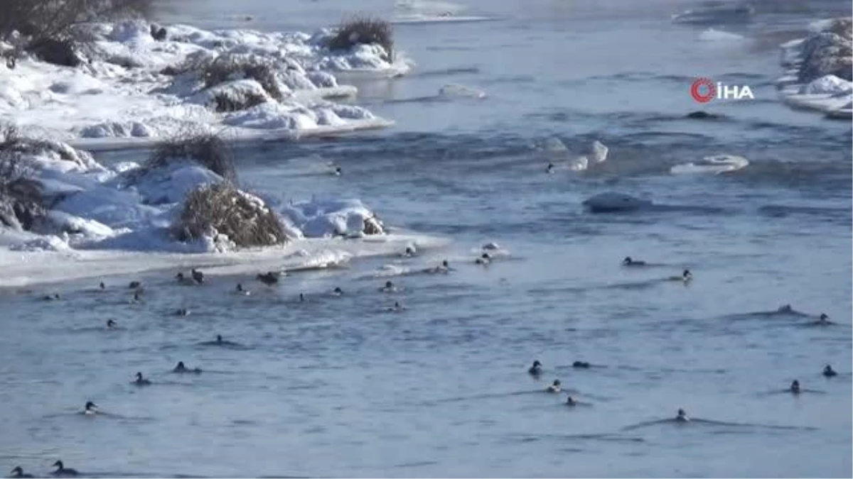 Yeşilbaş ördekler Kars Çayı\'nı mesken tuttu