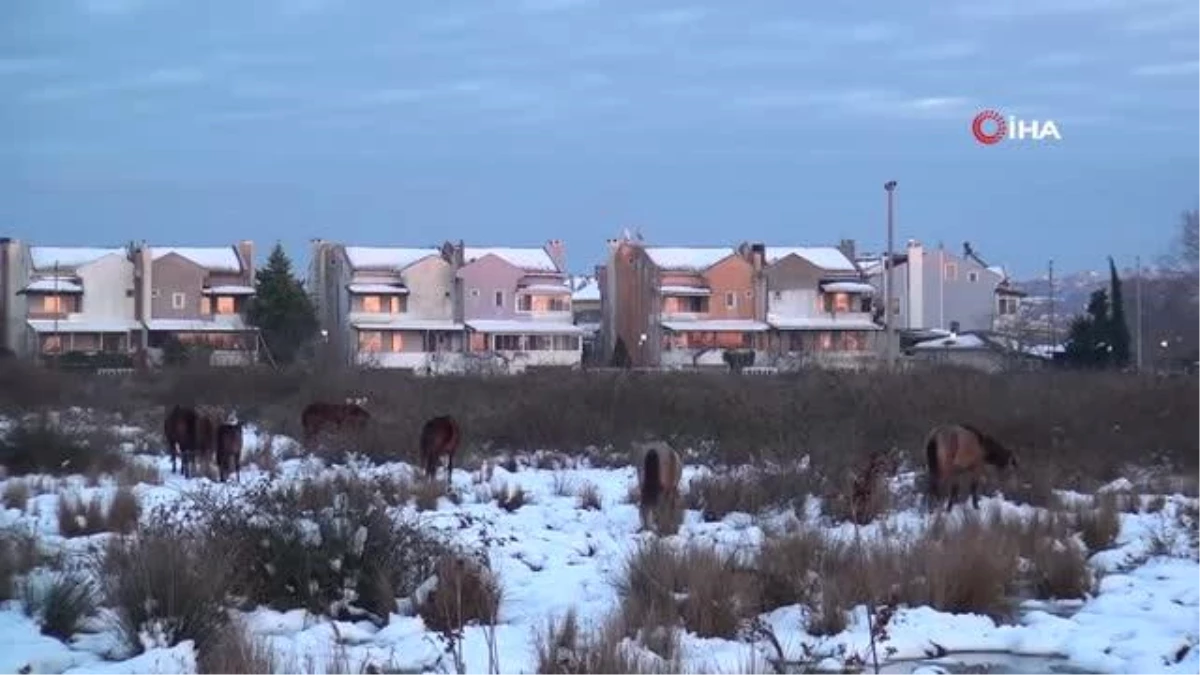 Drone gören yılkı atları poz verdi