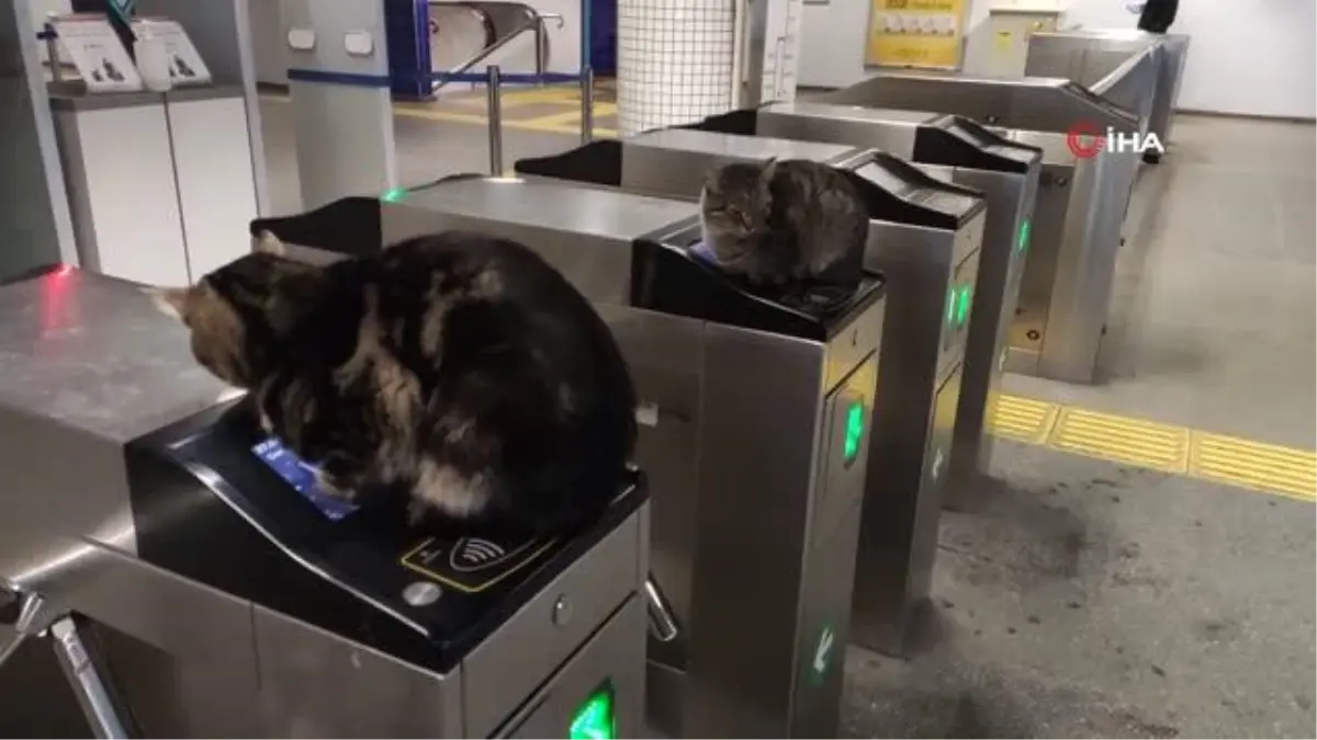 Soğuktan etkilenen kediler akbil turnikelerinde ısındı