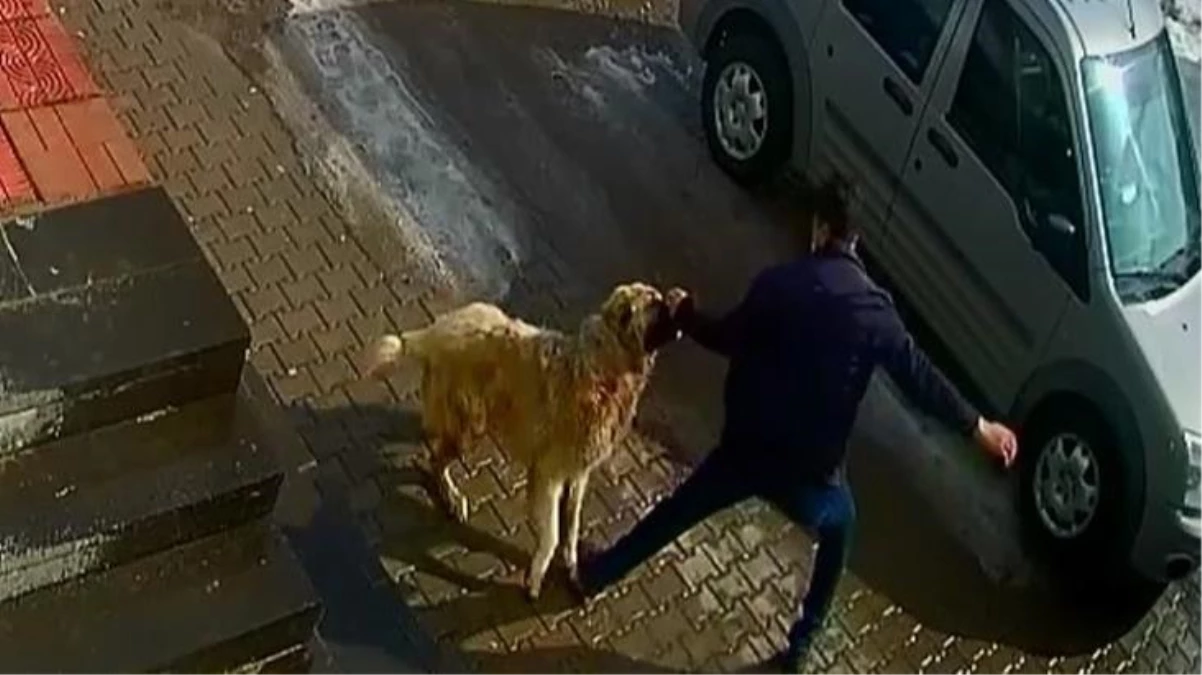 Sokak köpeğinin saldırısına uğrayan adam yumruk darbeleriyle kurtulabildi