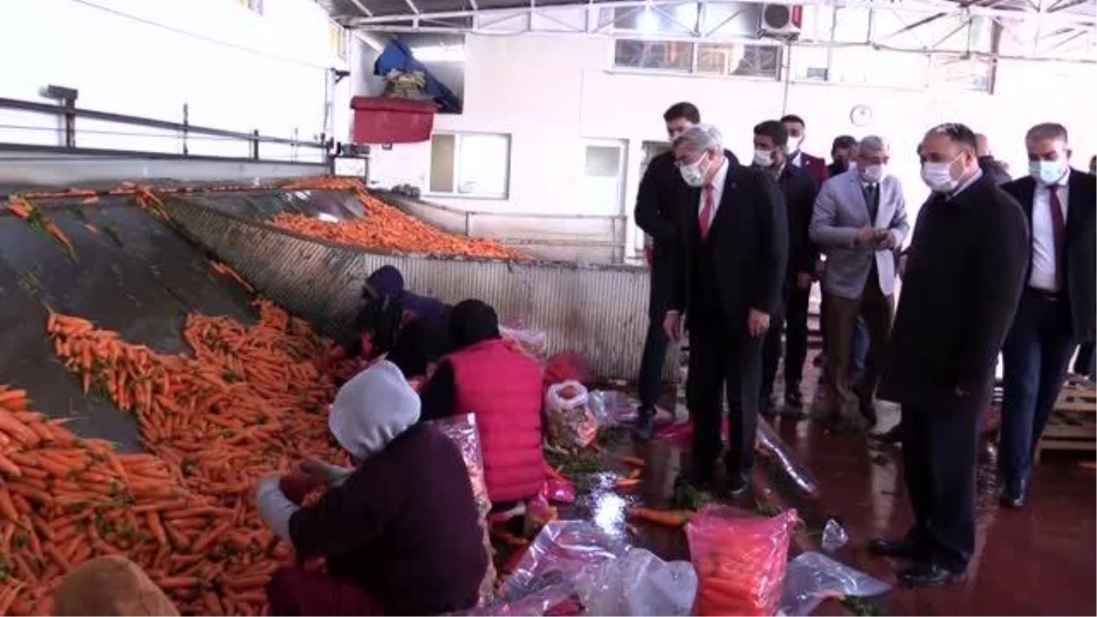 AK Parti Hatay Milletvekili Hüseyin Yayman havuç üreticilerini ziyaret etti
