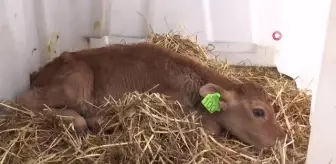 Annesi sandığı koyundan süt emen buzağı görenleri şaşırtıyor