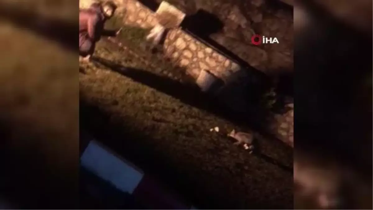 Aç kalan tilkiyi ekmek ve çorbayla beslediler