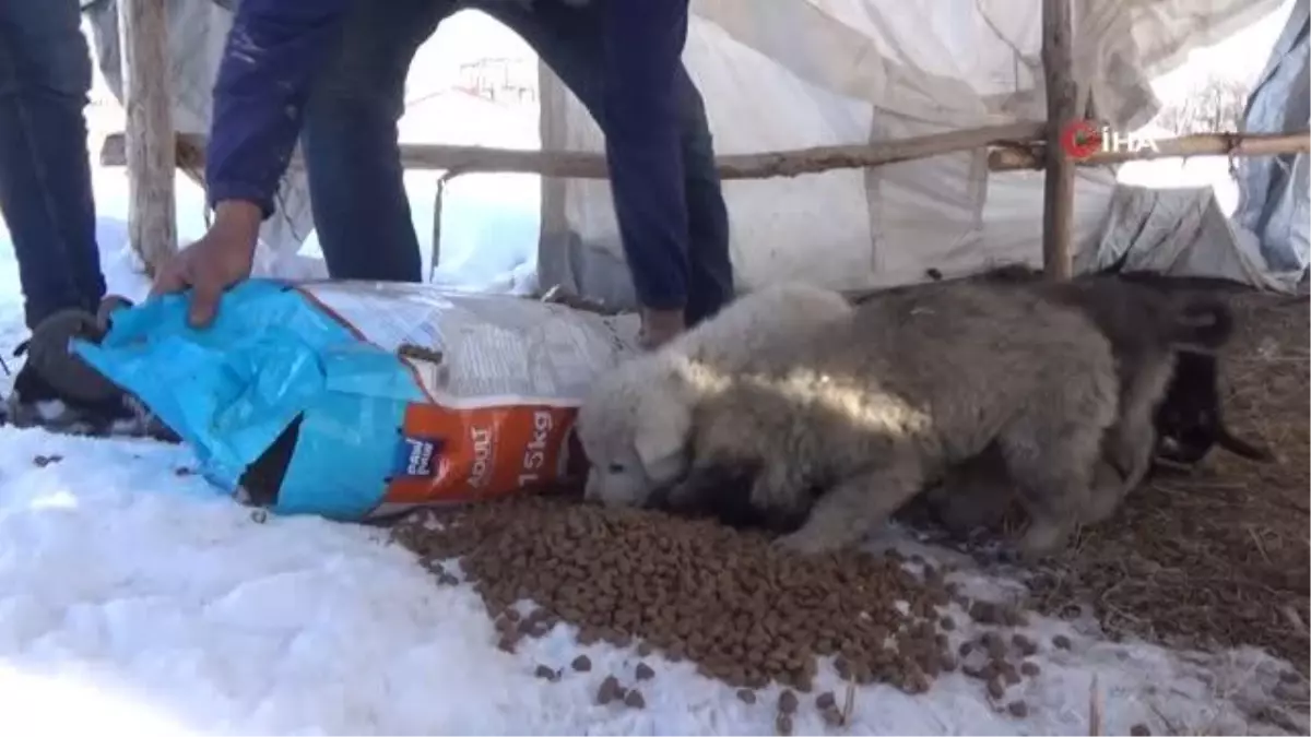 Erciş'te sokak hayvanları için mama bırakıldı
