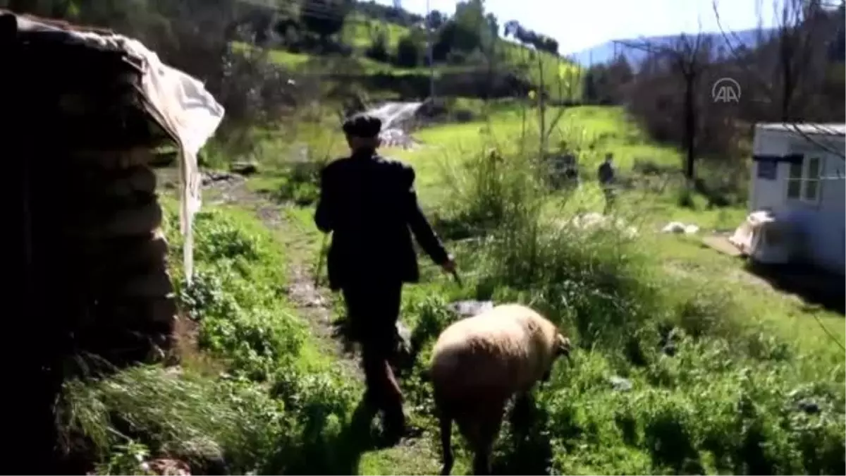 Eşinin tek emaneti koça gözü gibi bakıyor