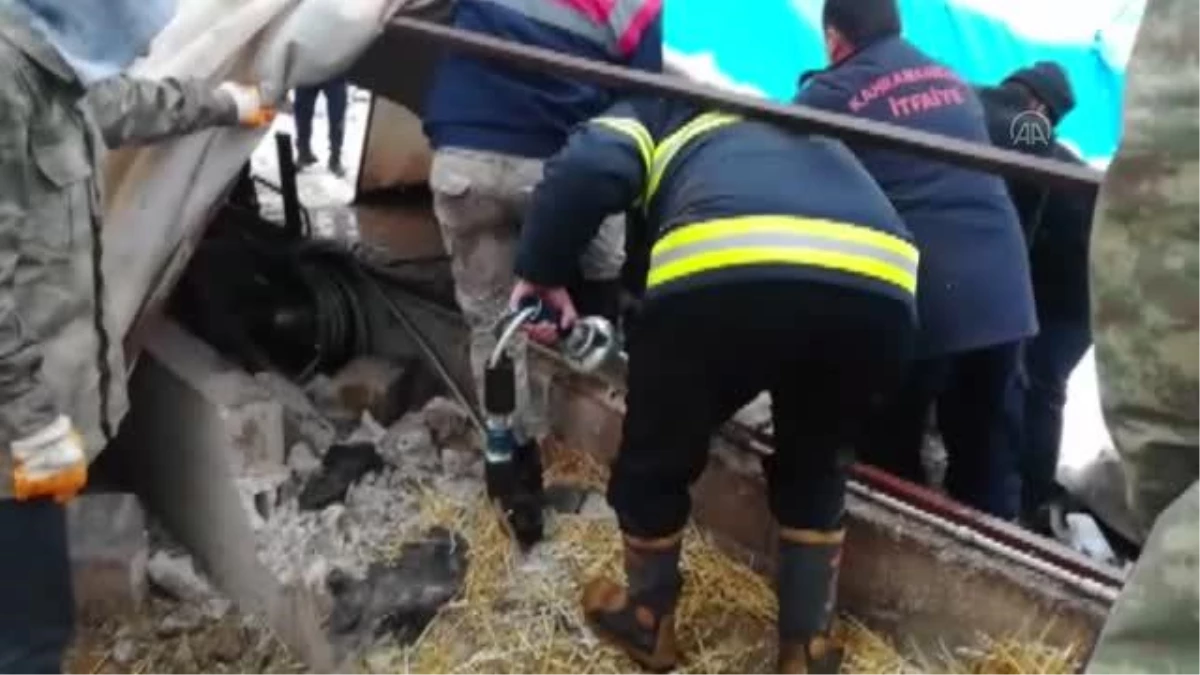 KAHRAMANMARAŞ - Kar nedeniyle çatısı çöken ahırdaki 6 büyükbaş hayvan telef oldu