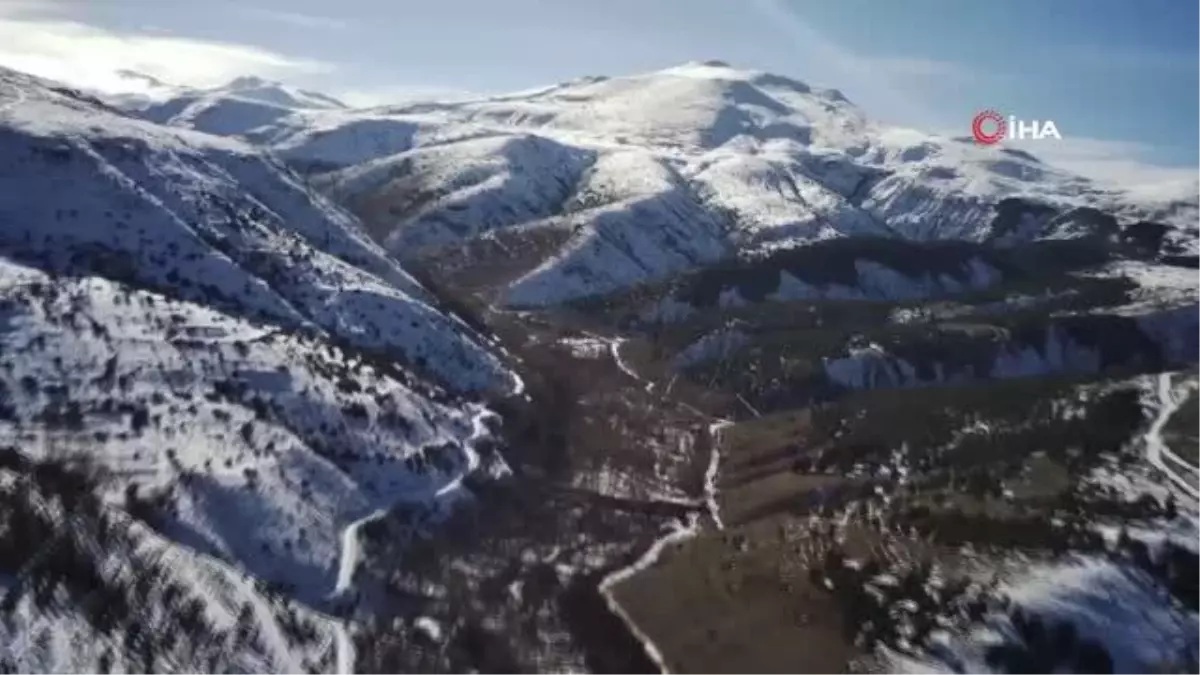 Yaylada otlayan yılkı atları böyle görüntülendi