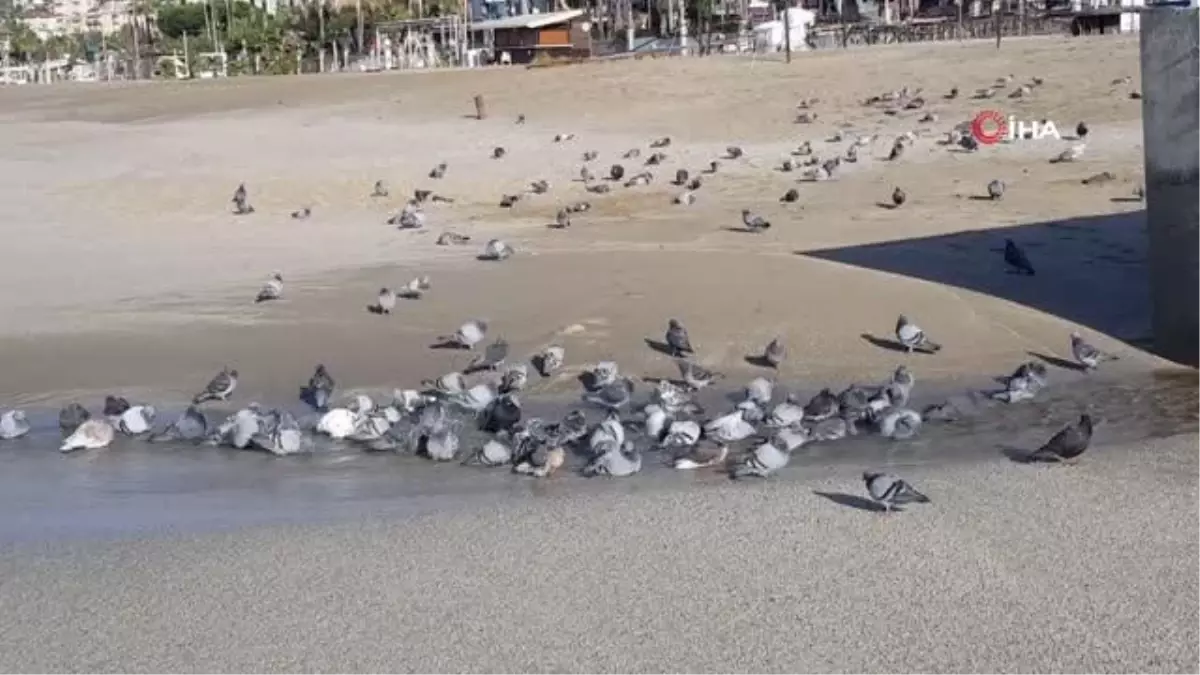 Alanya'da fırtına sonrası eline dedektör alan sahile koştu