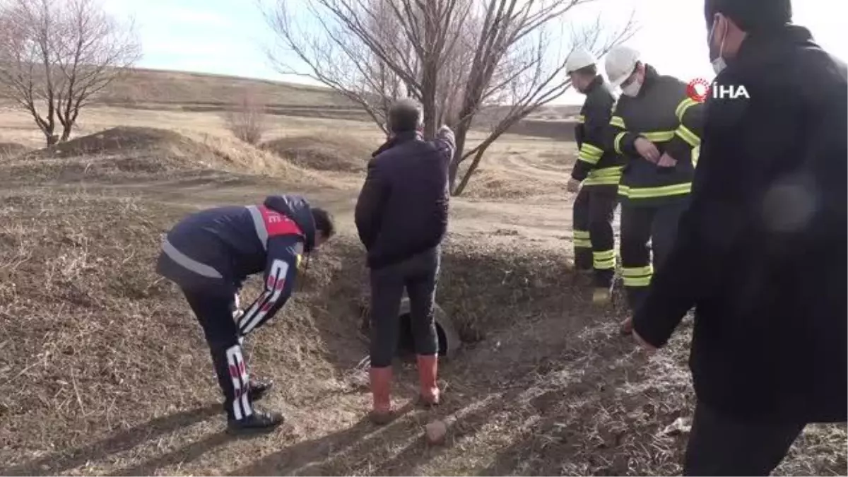 Annesiz köpeklere belediye sahip çıktı