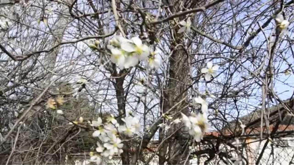 Badem ağaçları yalancı bahara inandı