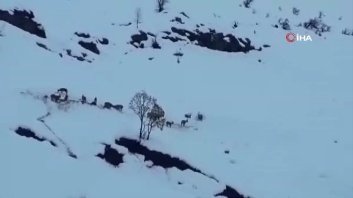 Karda aç kalan dağ keçileri bırakılan yemlere akın etti