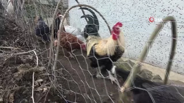 Komşular arasındaki tavuk kavgası 'tavuk tüneli' ile son buldu