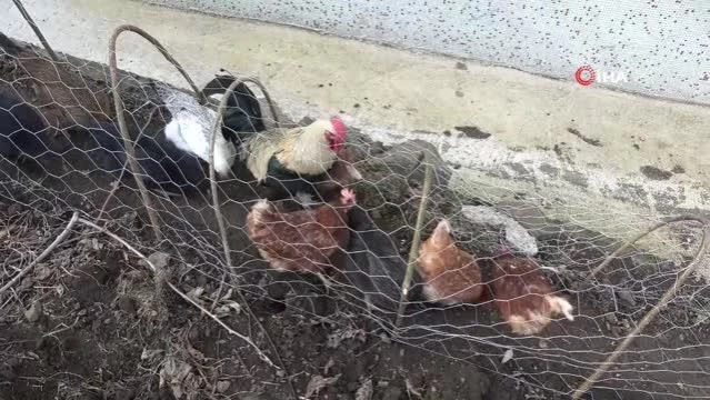 Komşular arasındaki tavuk kavgası 'tavuk tüneli' ile son buldu
