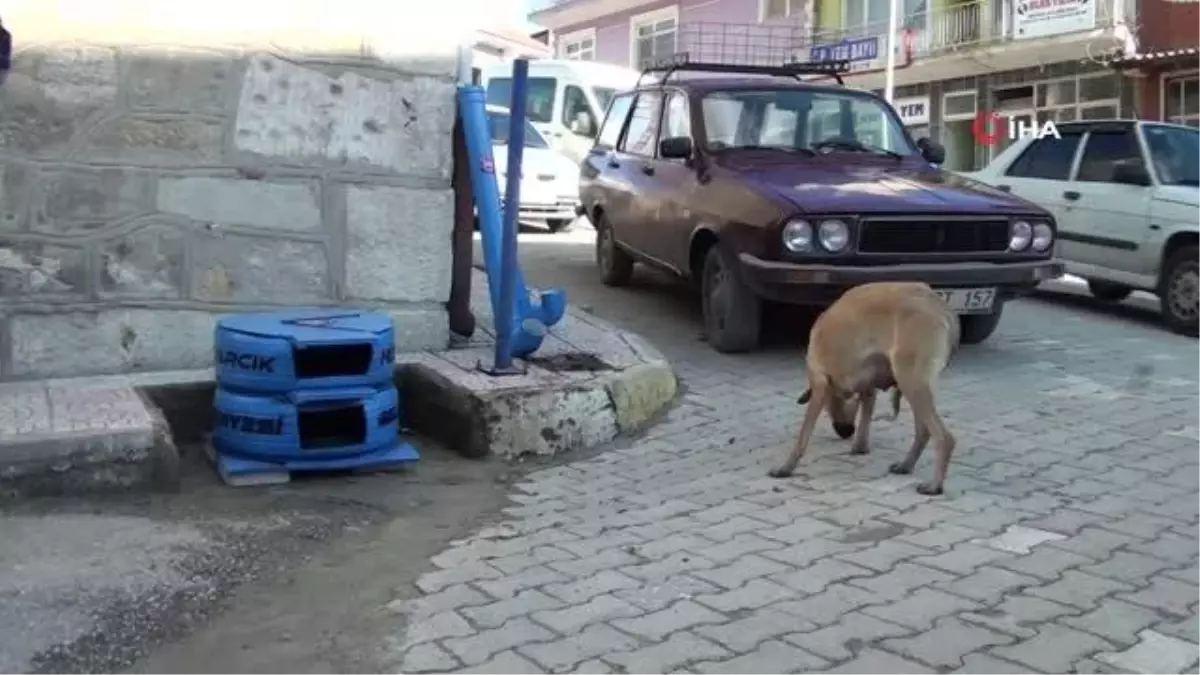 Otomobil lastikleri kedi evi oluyor