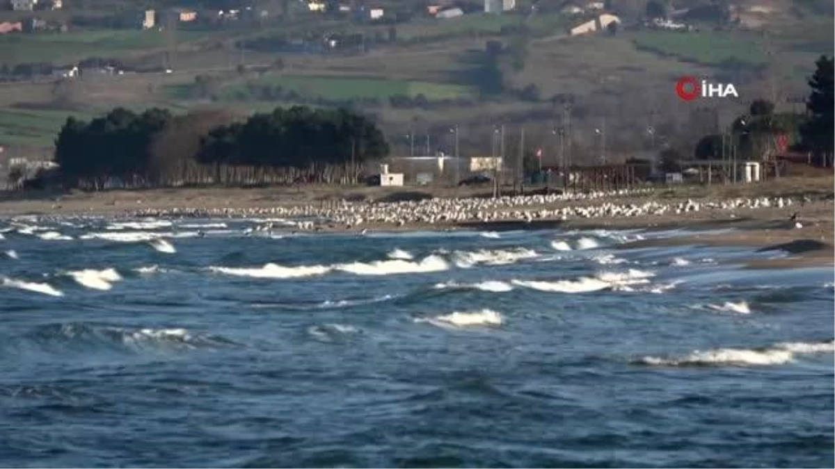 Sinop sahillerinde martı istilası