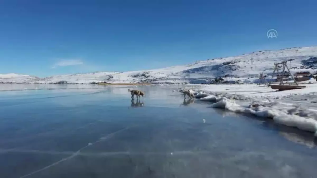 Balık Gölü\'nün buzla kaplı yüzeyinde oyun oynayan köpekler izleyenleri gülümsetti