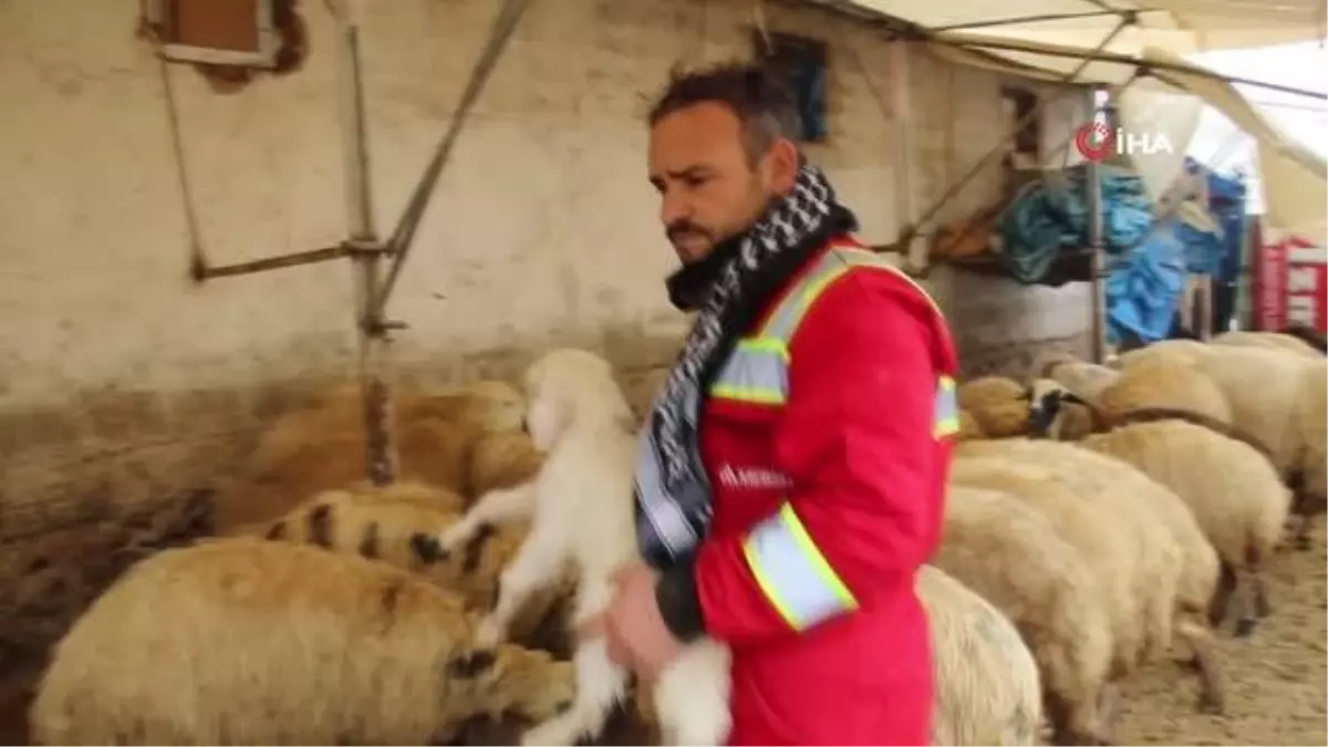 Kış günü doğan kuzulara soba kenarında bakılıyor, bebek gibi özen gösteriliyor