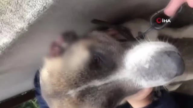 Kulakları kesilen köpek tedavi altında