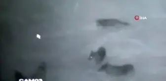 son dakika