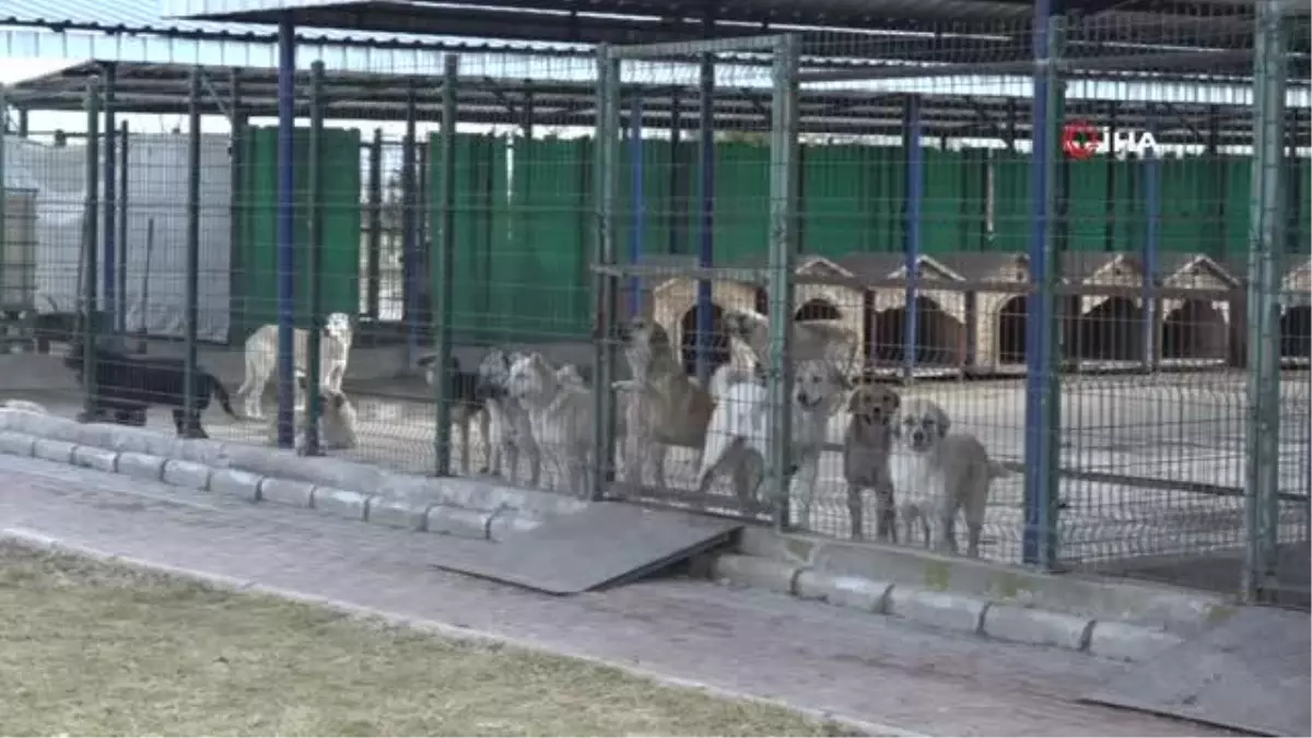 Afyonkarahisar\'da sekiz yılda 8 bin sokak köpeği ve kedisi kısırlaştırıldı