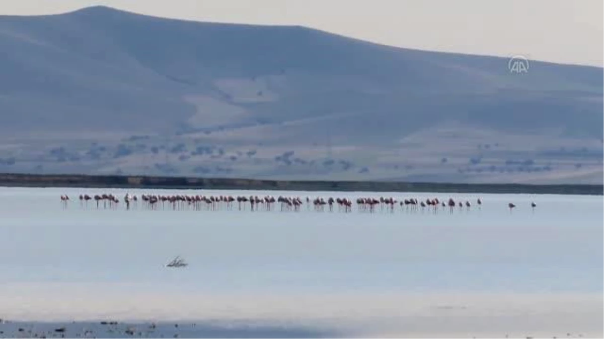 Seyfe Gölü Kuş Cenneti, yağışların ardından flamingo, ördek ve angutlarla şenlendi