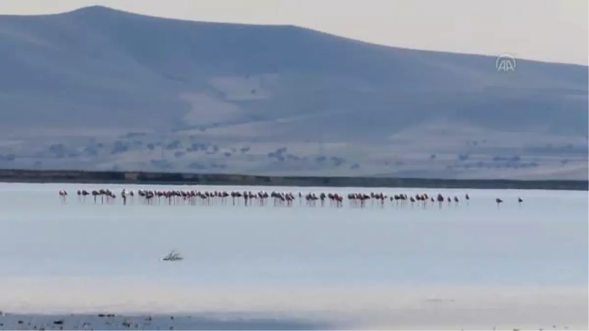 Seyfe Gölü Kuş Cenneti, yağışların ardından flamingo, ördek ve angutlarla şenlendi