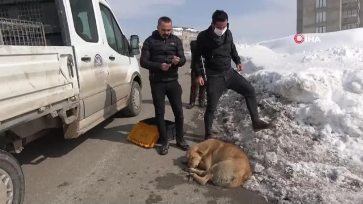 Yüksekova\'da aracın çarptığı köpek sahipsiz bırakılmadı