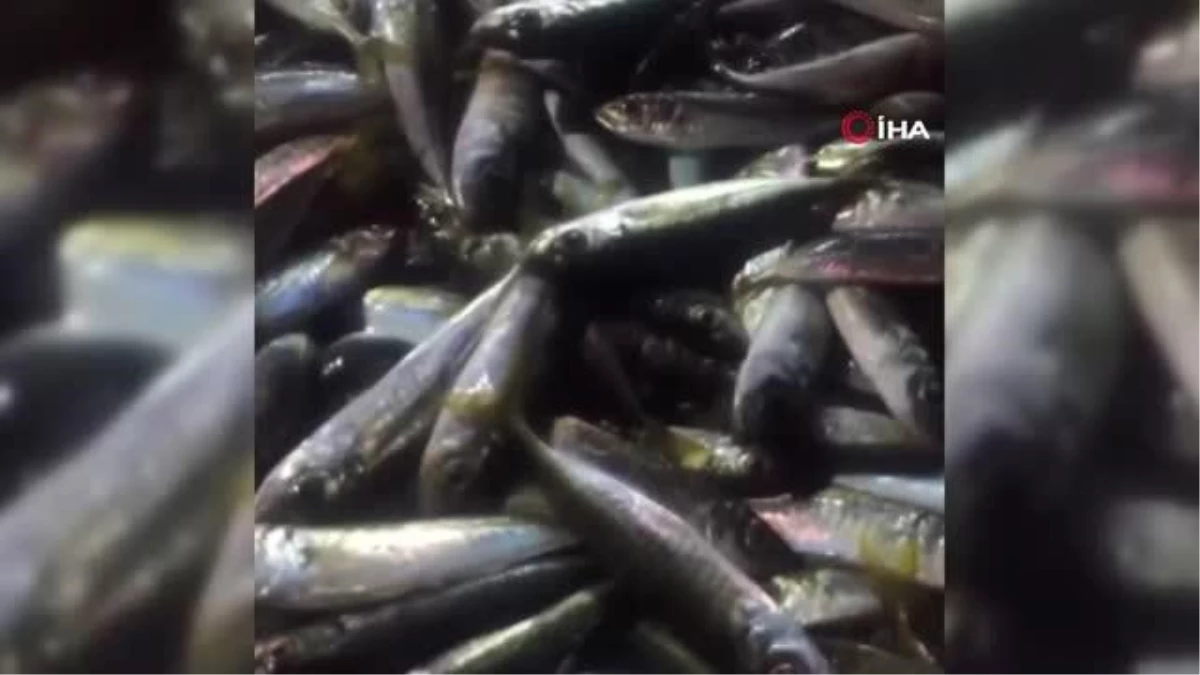Balıkçılar limana 2 bin kasa balıkla döndüler