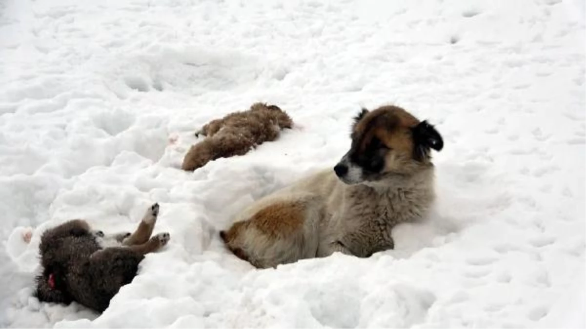 Anne köpek, donarak ölen yavrularının başından 5 gündür ayrılmıyor