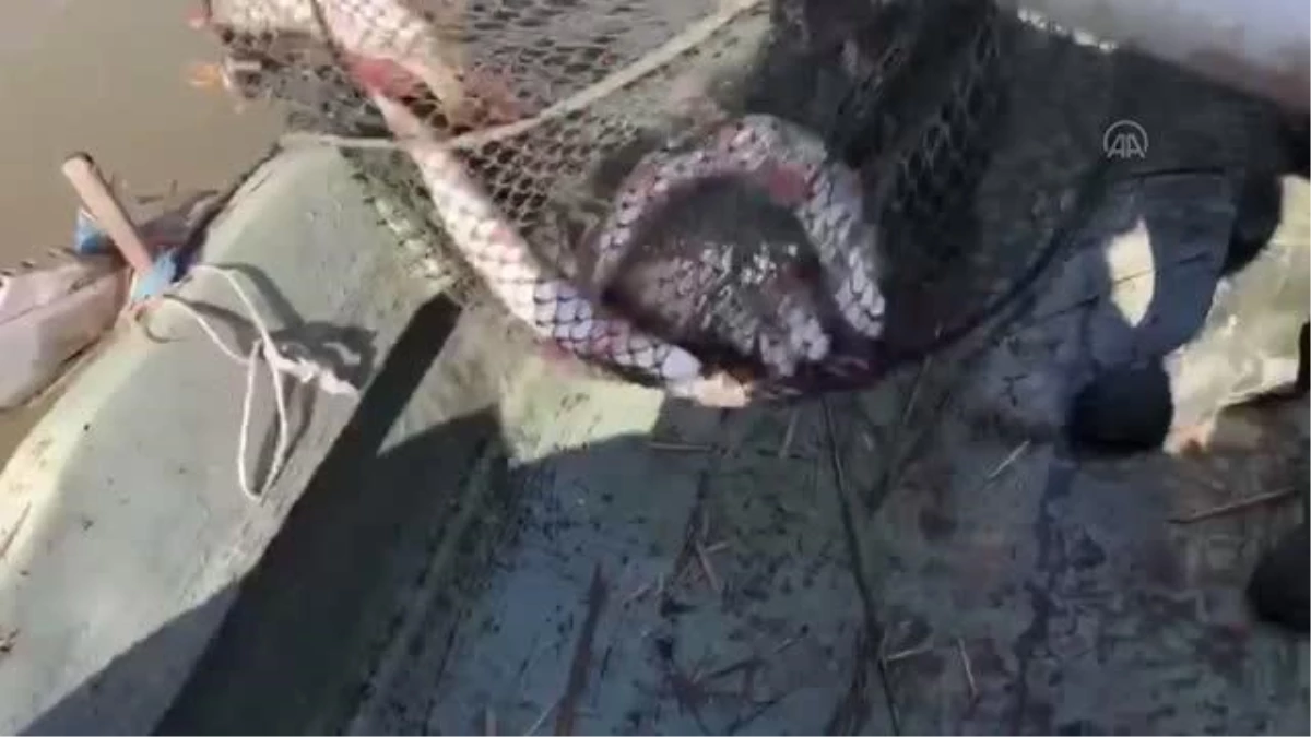Uluabat Gölü\'nde kaçak avlanan 250 kilogram balık ele geçirildi