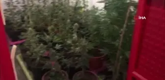 Villayı hint keneviri bahçesine çevirmişler