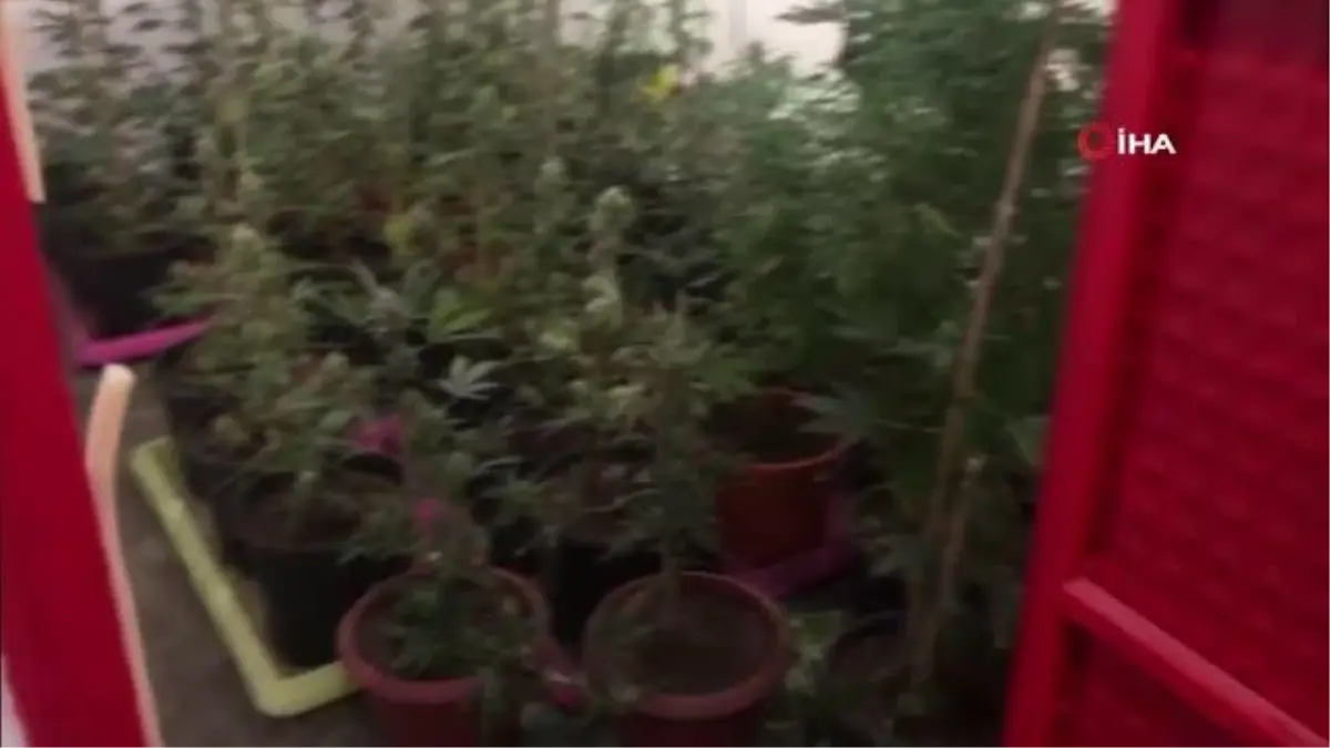 Villayı hint keneviri bahçesine çevirmişler