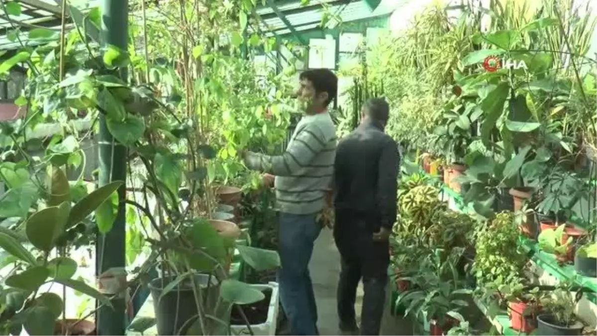 Kütahya Belediyesi iki tesisinde yılda 1 milyona yakın çiçek ve fidan üretiyor