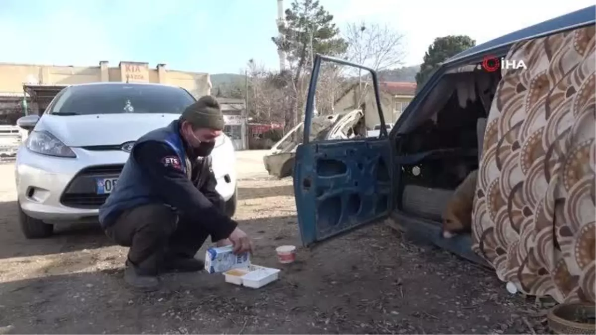 Oto tamircisi, 7 köpek yavrusu ve annesine sahip çıktı