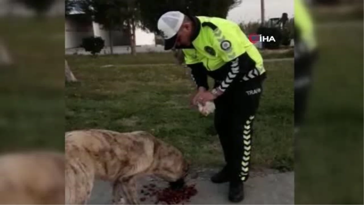 Sokak köpeklerini elleriyle besleyen polisi memuru: "Bundan daha güzel mutluluk var mı?"