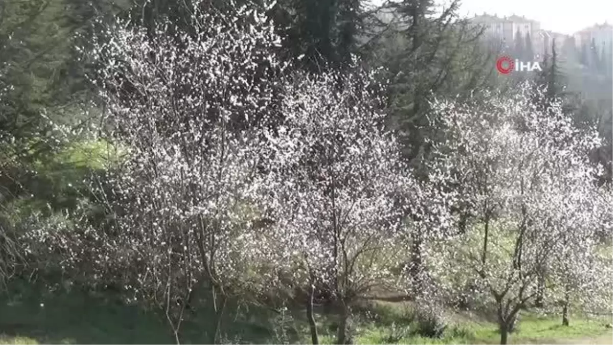 Şubat ayında güneşi gören ağaçlar çiçek açtı