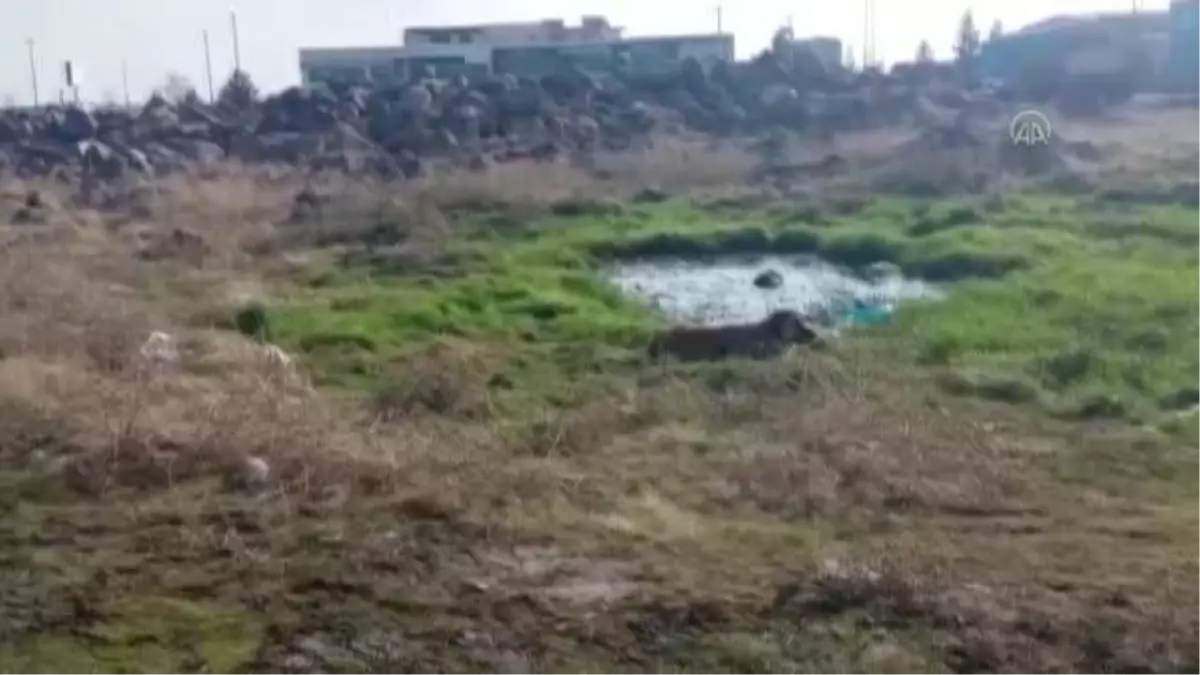 Son Dakika | DİYARBAKIR - İtfaiye ekipleri bataklıktaki köpeği kurtardı