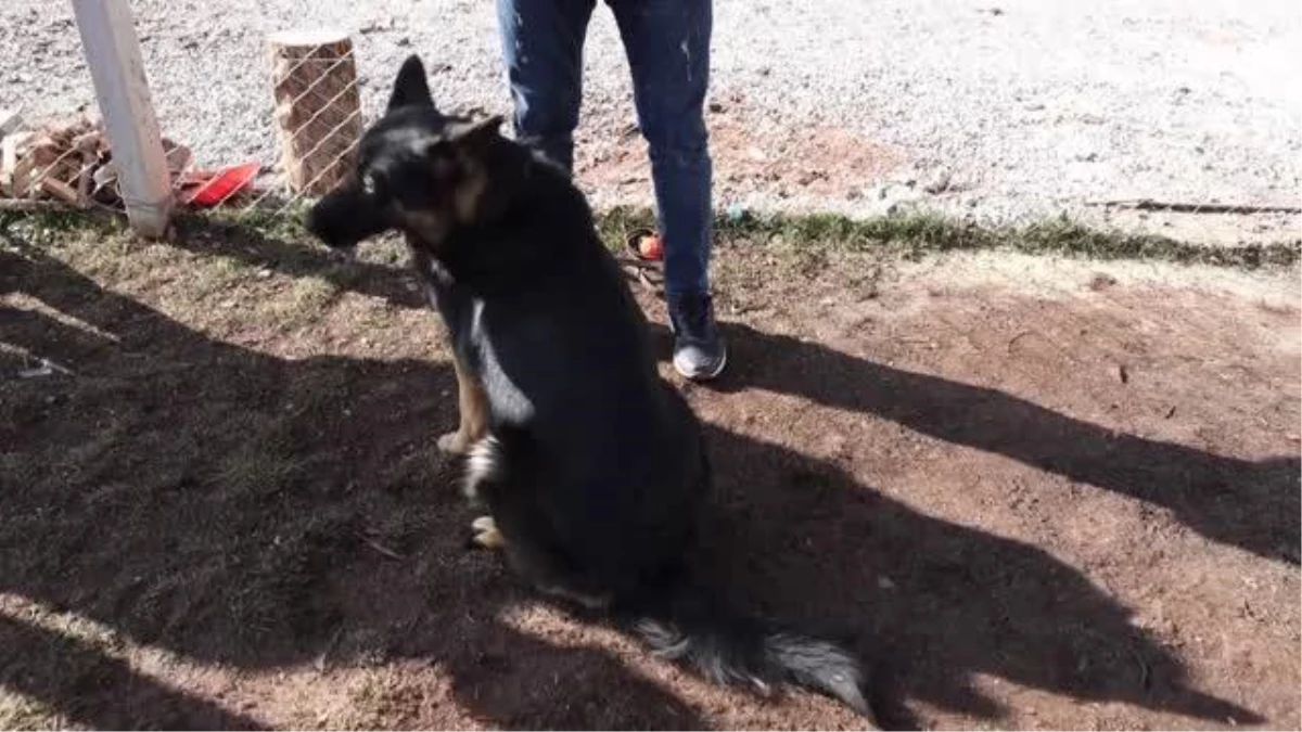 Duyarlı köpek eğitmeni, afetlerde görev yapacak "hassas burunları" gönüllü yetiştiriyor