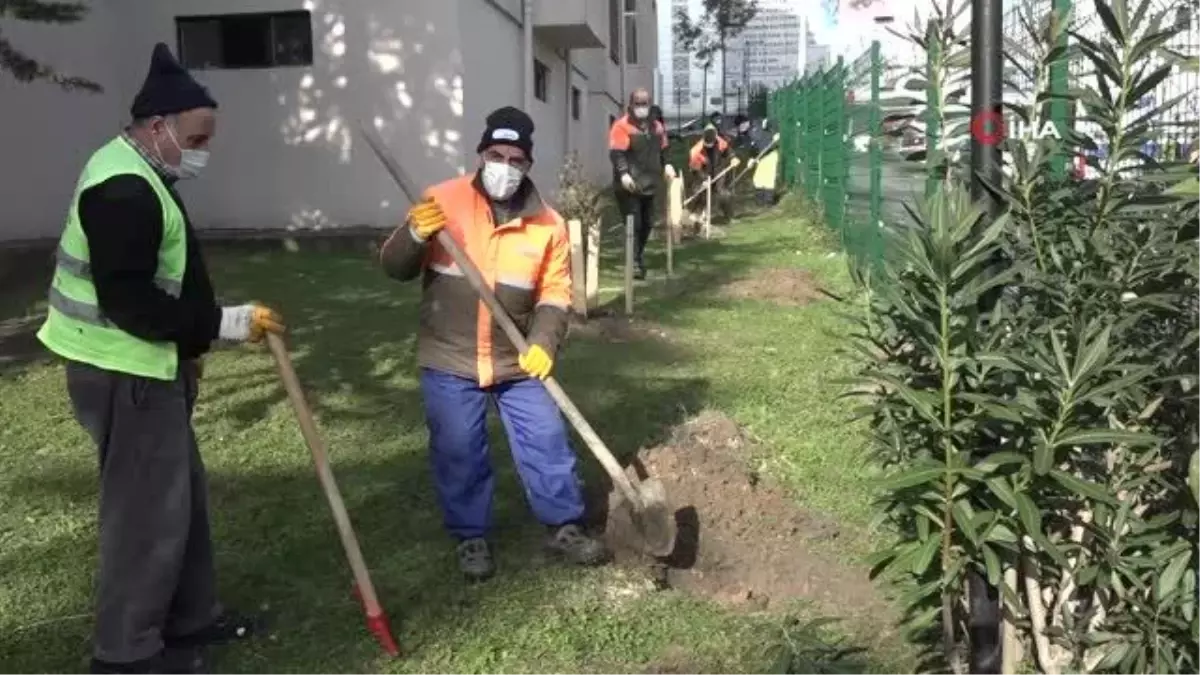 Esenyurt\'ta kesilmek zorunda kalan ağaçların yerine yenileri dikildi