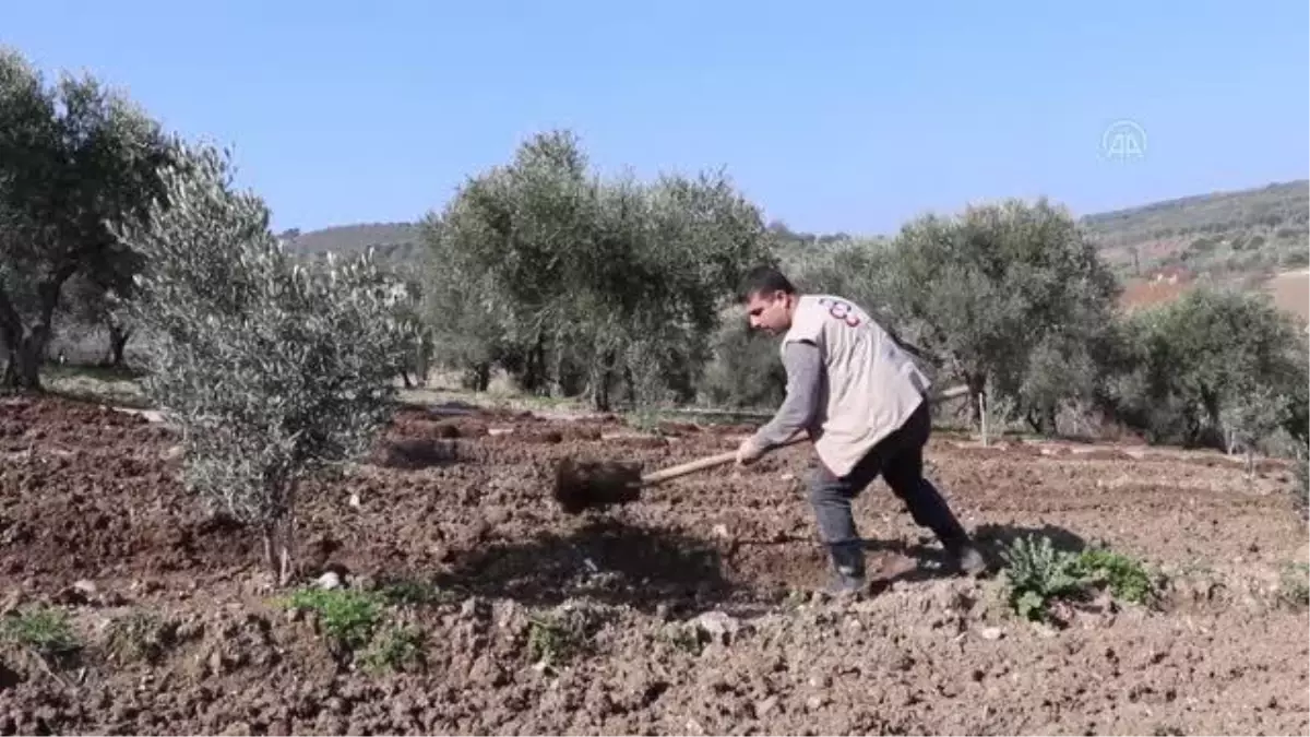 Hataylı çiftçiler yağış sonrası tarım arazilerini ekiyor