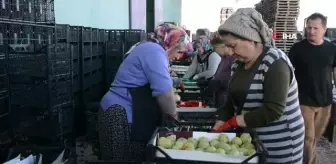 Karyağdı armudu depoda kaldı