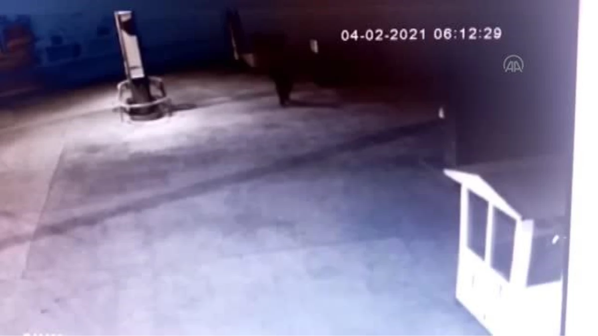 Köpek hırsızlığı güvenlik kamerasına yansıdı