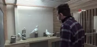 Lüks otomobil fiyatına güvercinlere beş yıldızlı otel